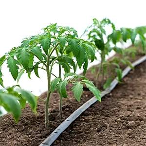 Aplicaciones del producto