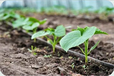 Aplicaciones del producto