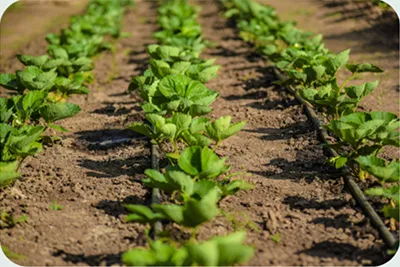 Aplicaciones del producto